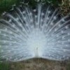 PeacockSmall